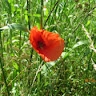 Elvire Masurel