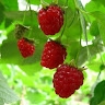 Raspberry  