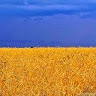 Вячеслав Требунских