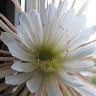 Marge Eiert