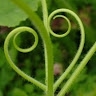 TheVmaya  