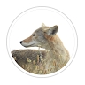 Portland Coyote