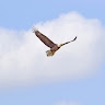 Soars INC
