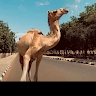 afeez olamide