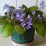 Lilac Osanjo