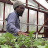 Anbesa grow culture