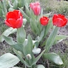 Юлия Коваленко