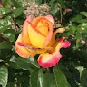 marie torti