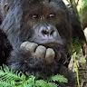 munene ronny