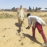 Hauwa Amshi
