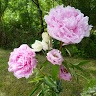 Marguerite de Woot