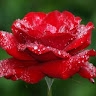 rose muteti
