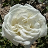 jonita Laude