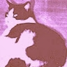 Kat Kat