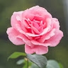 lieven van hoe