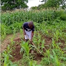 Levy Phiri