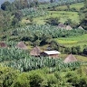 Shelemo Kachara