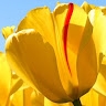 Rosy  