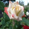 Галина Яковлева