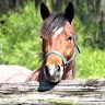 Inthebreeze Ranch