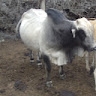 Kedong Ranch