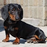 Emma Frances