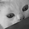 tino gatto