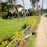 Jali Tumusiime Joseph