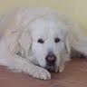 Luigi Usai