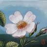 Catherine MOUSSARD
