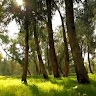 Farzane  